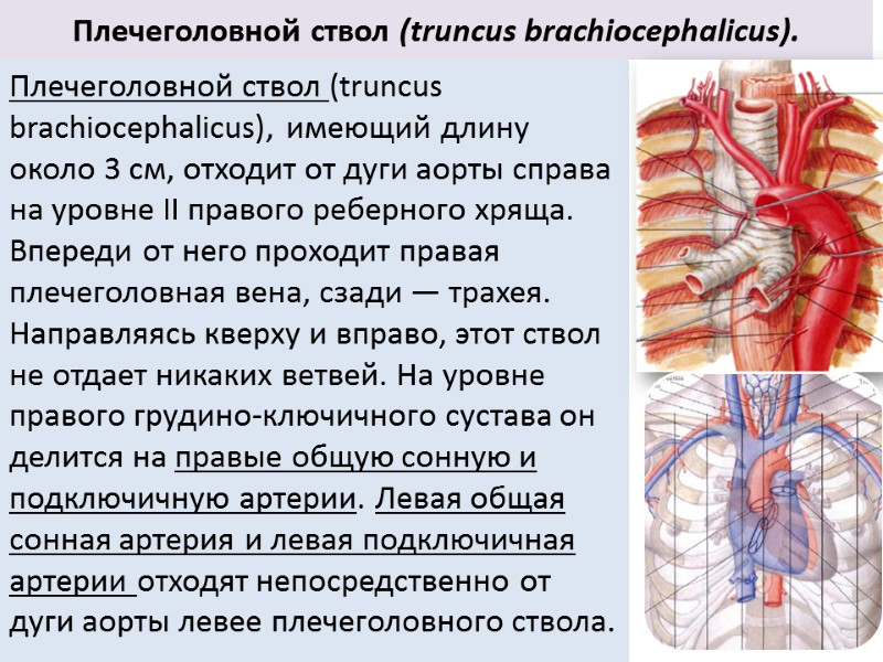 Плечеголовной ствол (truncus brachiocephalicus). Плечеголовной ствол (truncus brachiocephalicus), имеющий длину около 3 см, отходит